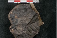 Foto (Detailansicht) von Asplenium hochstetteri Unger (NHMW-GEO-2024-0188-10306)